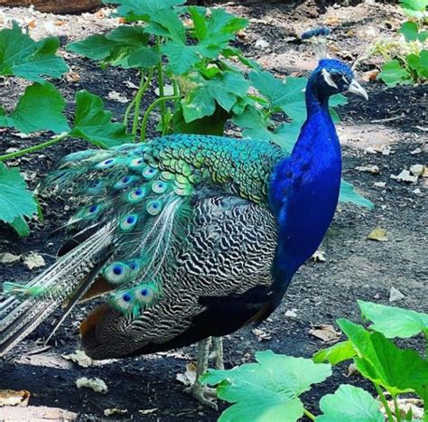 We would be glad to talk in person and help you with what we can. . Peacock for sale near me